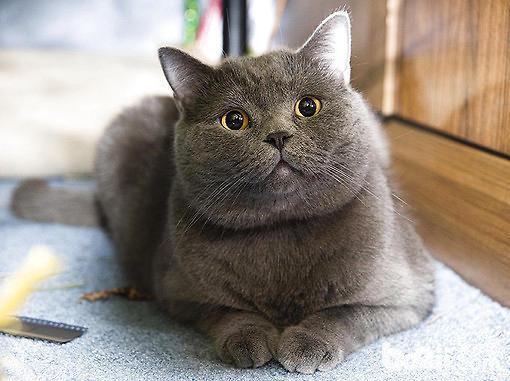 三,最友善的猫排行第三名:折耳猫