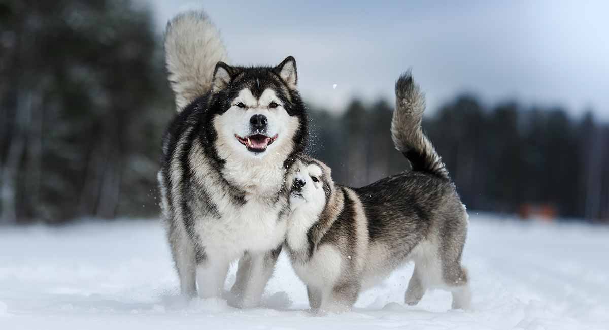 阿拉斯加犬沐浴露怎麼選擇?哪個牌子好呢?