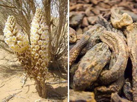 而它就寄生在我的根系上.