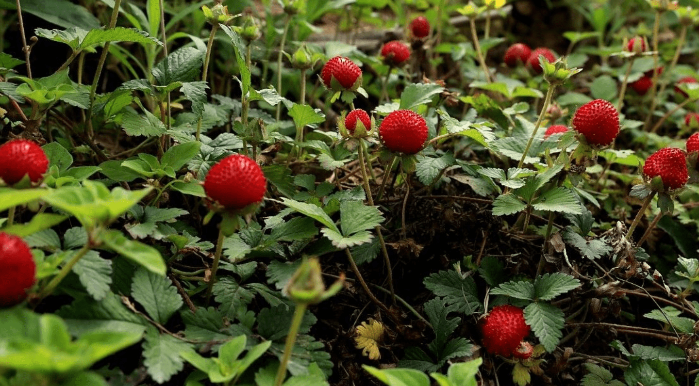 农村很常见形似草莓的蛇莓能不能吃它真的是蛇的食物