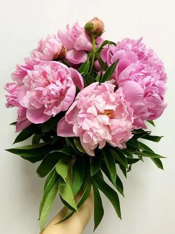 养护技巧——芍药插瓶可以养几天?做好这几步很重要_插花