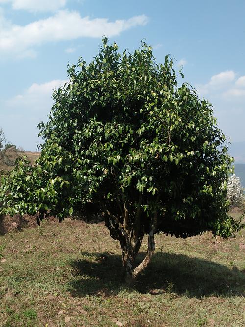 上,单株是指从一片茶园里面,选择树龄较高,长势优良的仅有几棵茶树