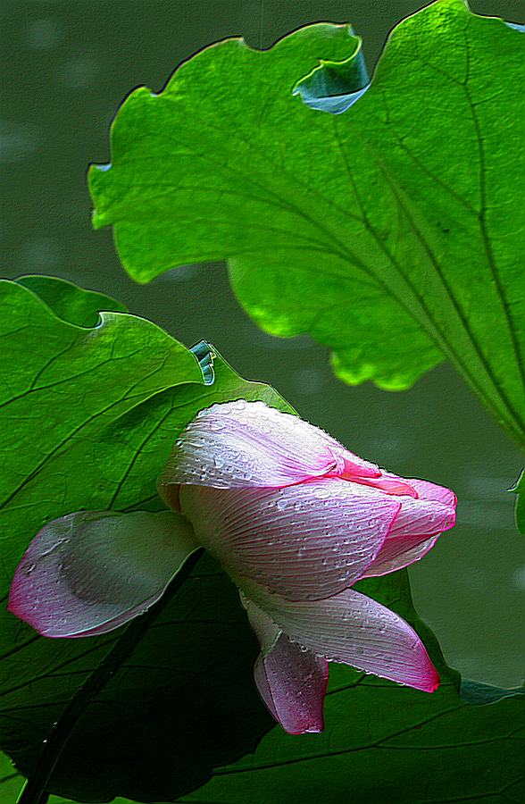 原创雨中荷花