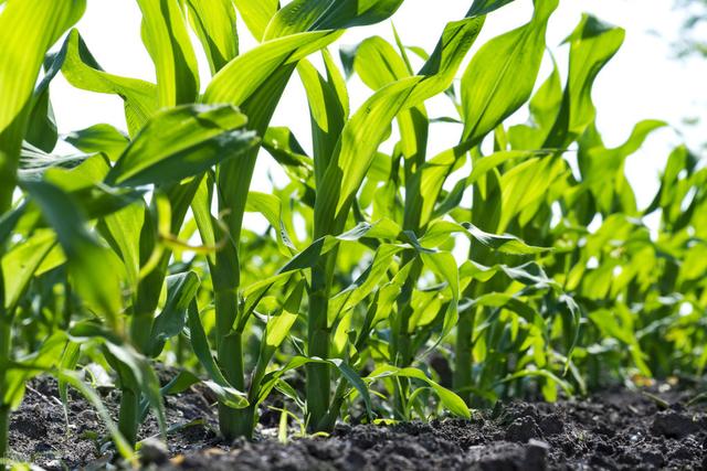 今年种玉米又出现大小苗教你学会两招玉米苗齐苗壮还增产