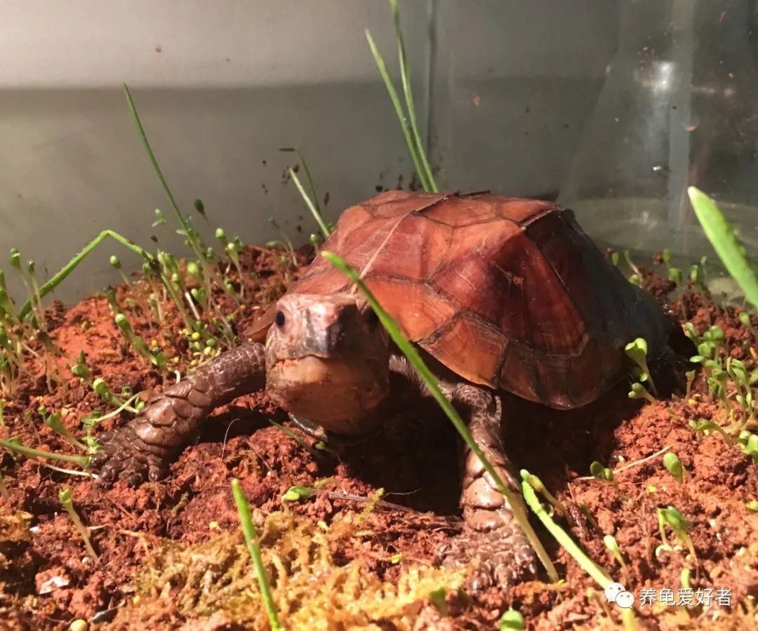 半水龟饲养，更适合造景还是裸缸呢？-搜狐大视野-搜狐新闻