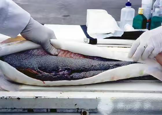 制作而成的,就原材料而言,一般以大白鲟鱼子酱最好,奥西拉特鲟次之