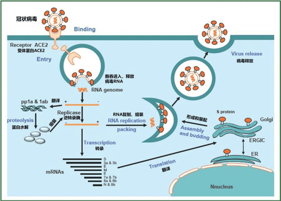 新冠病毒增殖过程图示图片