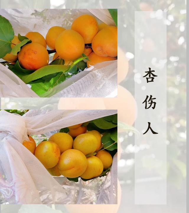 桃养人杏伤人李子树下埋死人究竟是真是假最全解读