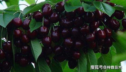 黑色大樱桃品种黑珍珠樱桃适合南方种植的大樱桃苗品种