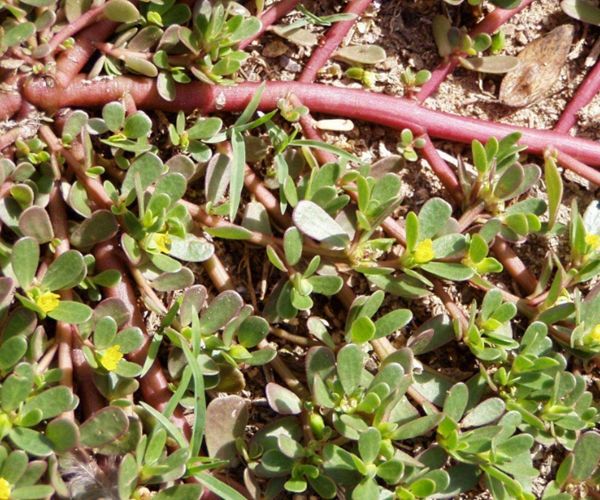 经常用马齿苋煮水喝不仅降血压还有许多好处别再只会吃了