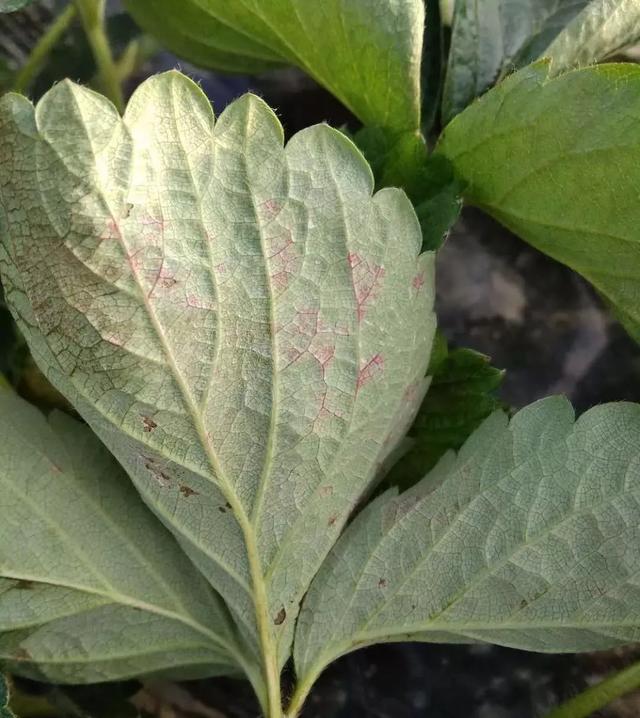 草莓叶片有斑而且还发黑这是什么病严重吗