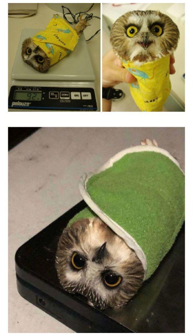 幼仔们称体重的搞笑瞬间,格兰芬多信使也不例外,让人直呼awsl