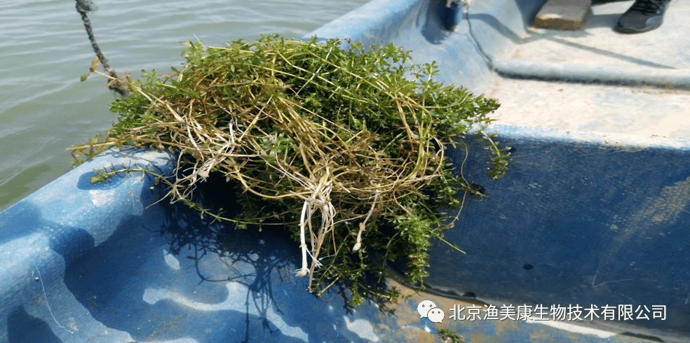 养蟹先养草,蟹塘护草养护,让水草起死回生