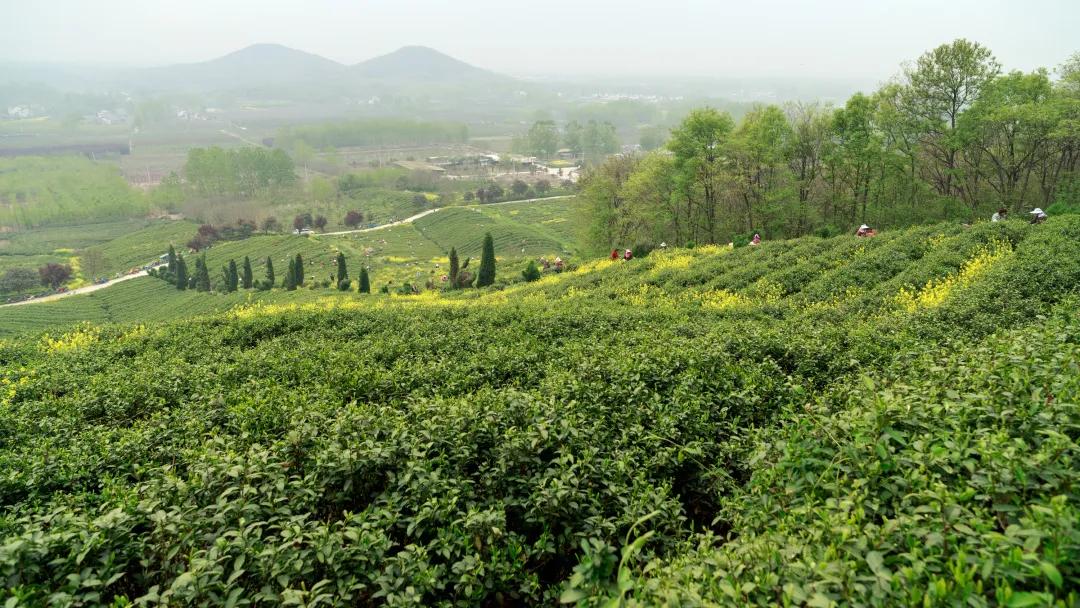 饮茶思源,金陵雨花茶