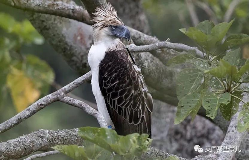 给你留下童年阴影的超级猛禽,其实是个行走的表情包?_猴鹰