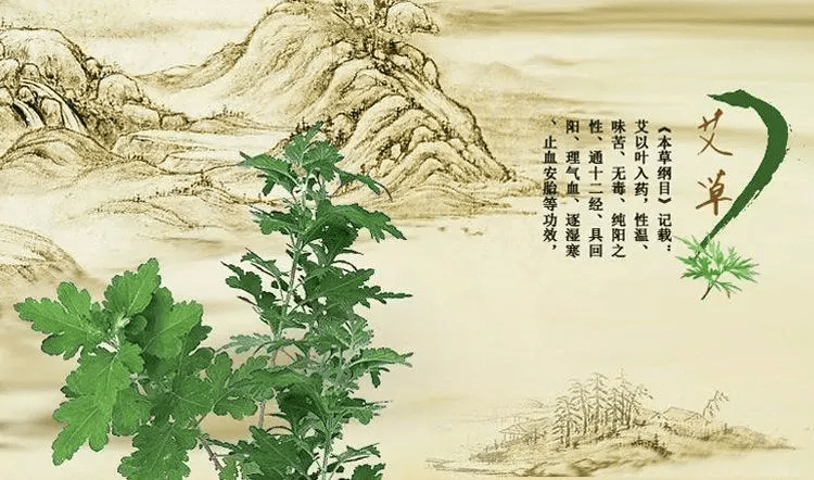 艾草有这么多功效鑫海隆园海量野生艾草等你来采