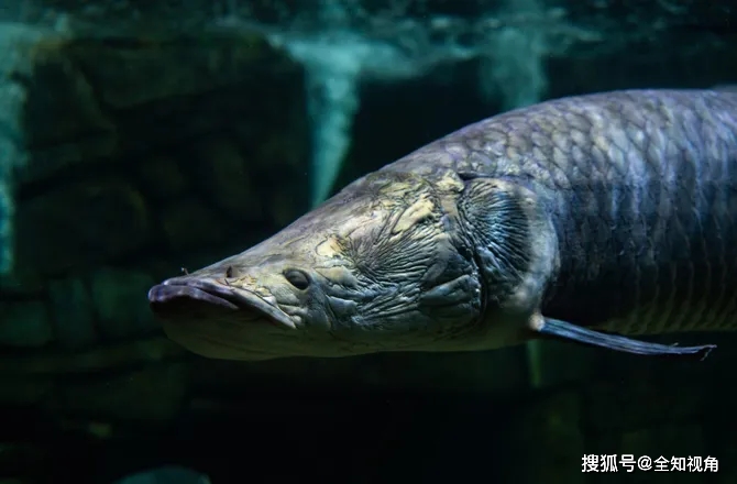 捕一条能养全村的巨鱼,力大无穷,鳞片十分坚韧,连