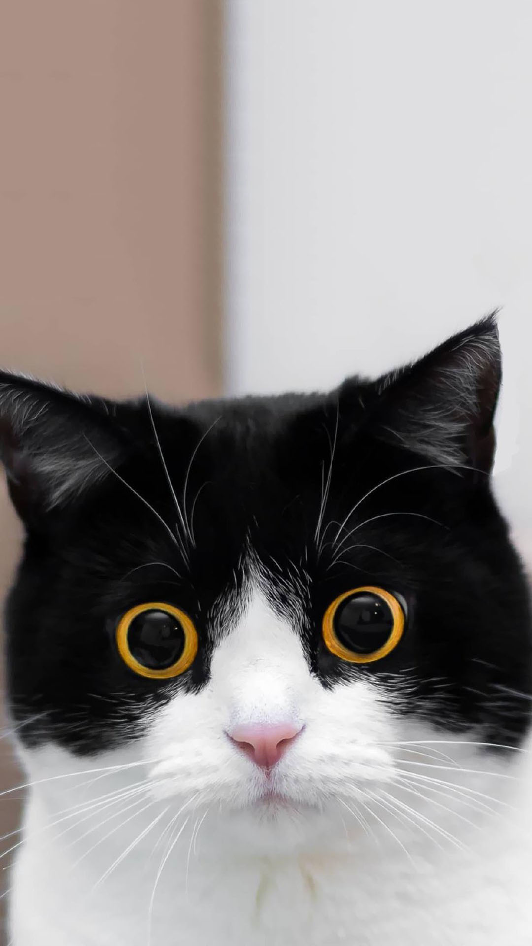 萌宠可爱猫咪高清手机桌面壁纸0605期