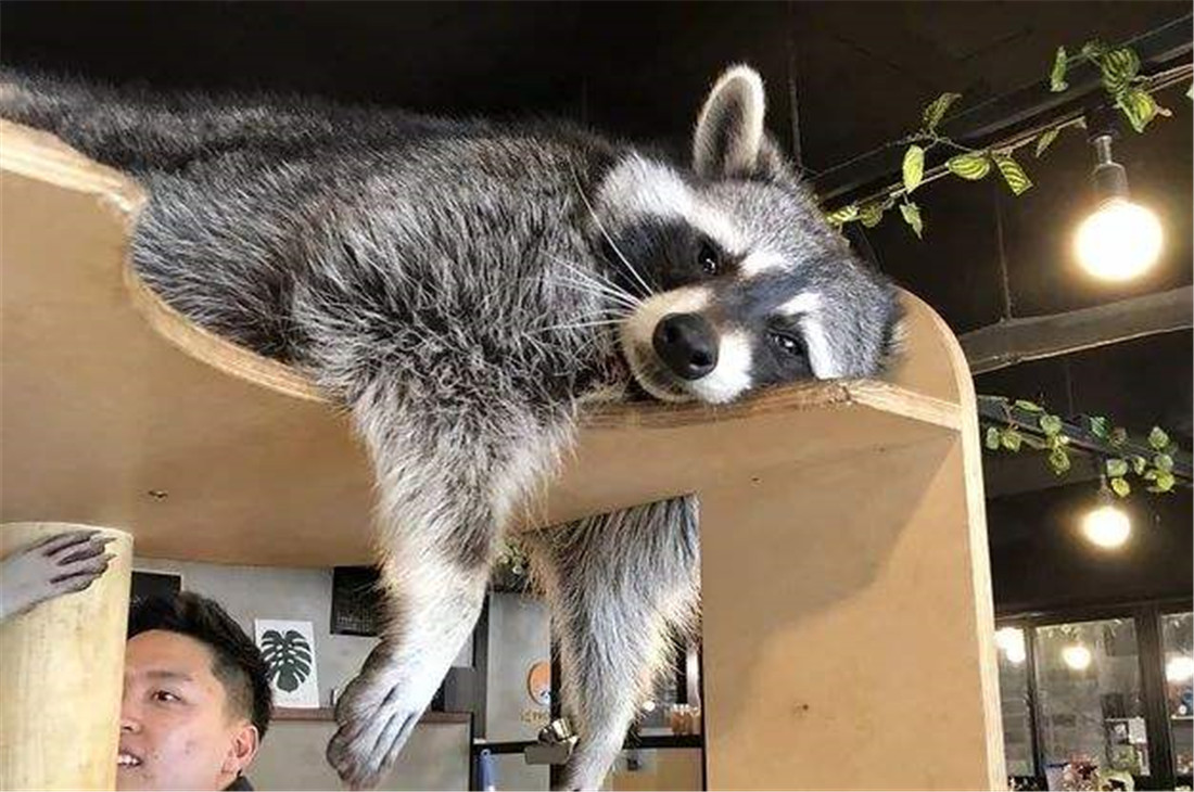 原创北美一浣熊与小熊猫相像吃鱼先扒开鱼鳞吃一口就放水里洗一洗