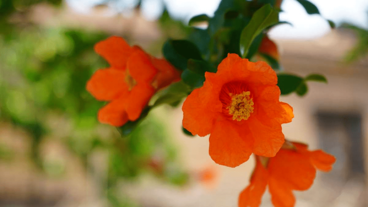 家裡種一棵石榴樹開花紅紅火火寓意特別好