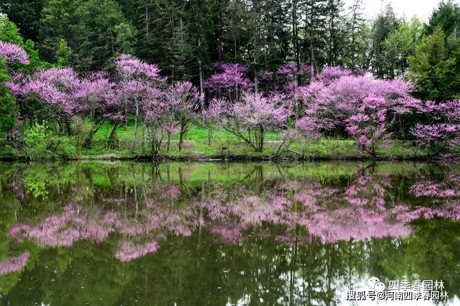 美景美圖欣賞當四季春1號遇到水面倒影