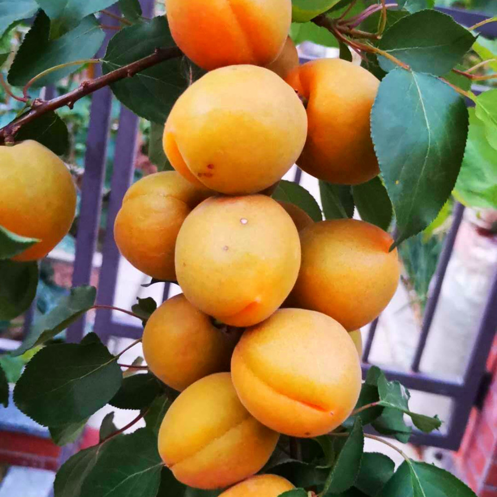 夏天,碰到此碱性水果别手软,一次性囤20斤,放冰箱冷藏,特省事_杏子