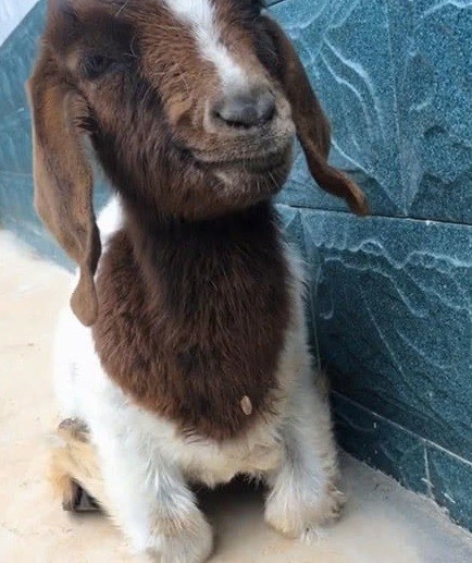 畸形小羊没办法长大主人把它当宠物养在家里每天都被它暖到了