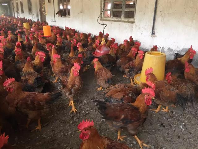 饮水中可添加一些抗菌药物如氟苯尼考可溶性粉,盐酸恩诺沙星可溶性粉