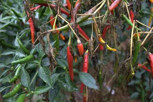 此病以辣椒最为常见.疫病01