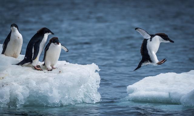 把在南极的企鹅送到北极会怎么样真的有人实验过结果很意外