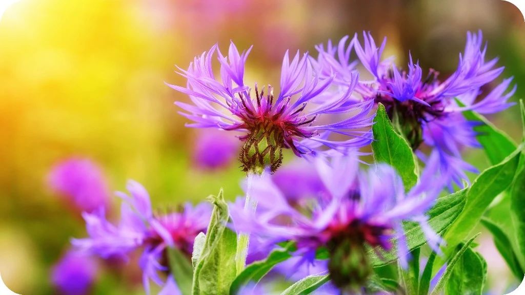 怎么样在电脑上多开微信_微信怎样在电脑上打开_微信电脑版在微信上面怎么打开