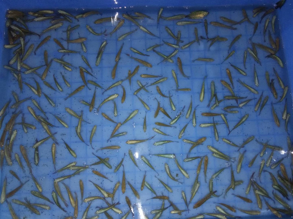 (人工养殖,用于观赏的斗鱼)不过如今野外的斗鱼没以前多了,农药化肥的