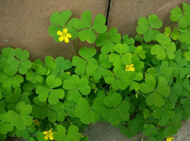 墙缝里抠了棵三叶草栽盆里,一晚上开出一丛花,最幸运的体现