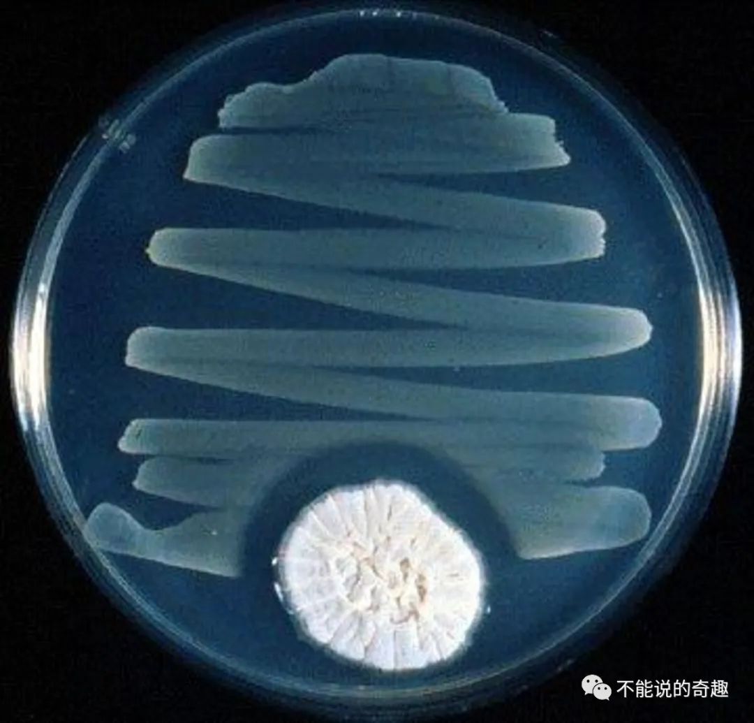 被科学耽搁的亚历山大:发现青霉菌不被重视,微生物作画流传至今