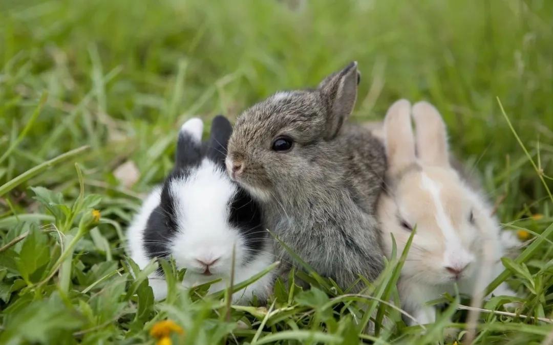 夏天气候炎热会使兔群食欲减退,营养摄入不足而消瘦,影响母兔孕,产