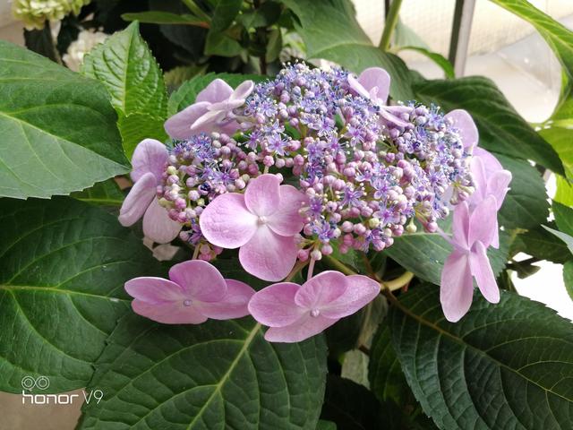 塔贝绣球——特别的美_土壤