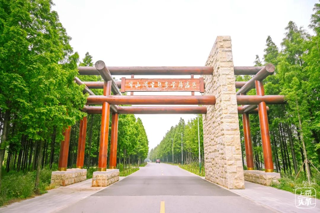 这里又被称为千亩涵养林,是罗泾镇打造的宝山湖休闲农业旅游区,"千亩