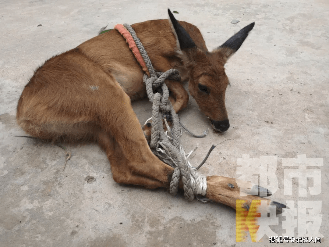 有人捕捉野生动物西安一村民制止无果花800元买下报警