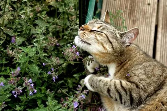 最受欢迎的"毒品,猫薄荷木天蓼为什么对猫吸引力这么大?_猫咪