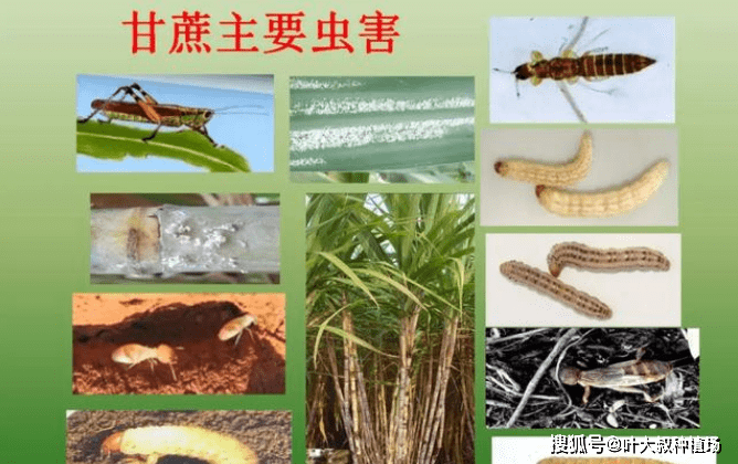 甘蔗主要虫害图谱甘蔗常见虫害有哪些