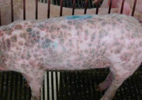 猪圆环病毒症状图片和治疗方法,养猪实用好文,快收藏吧!