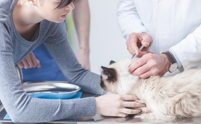 原创夏天已经来临,喂养宠物应该注意的有哪些?