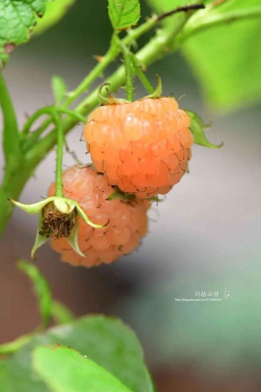 草莓过季了,那就在花园里种几棵美味多汁的树莓吧
