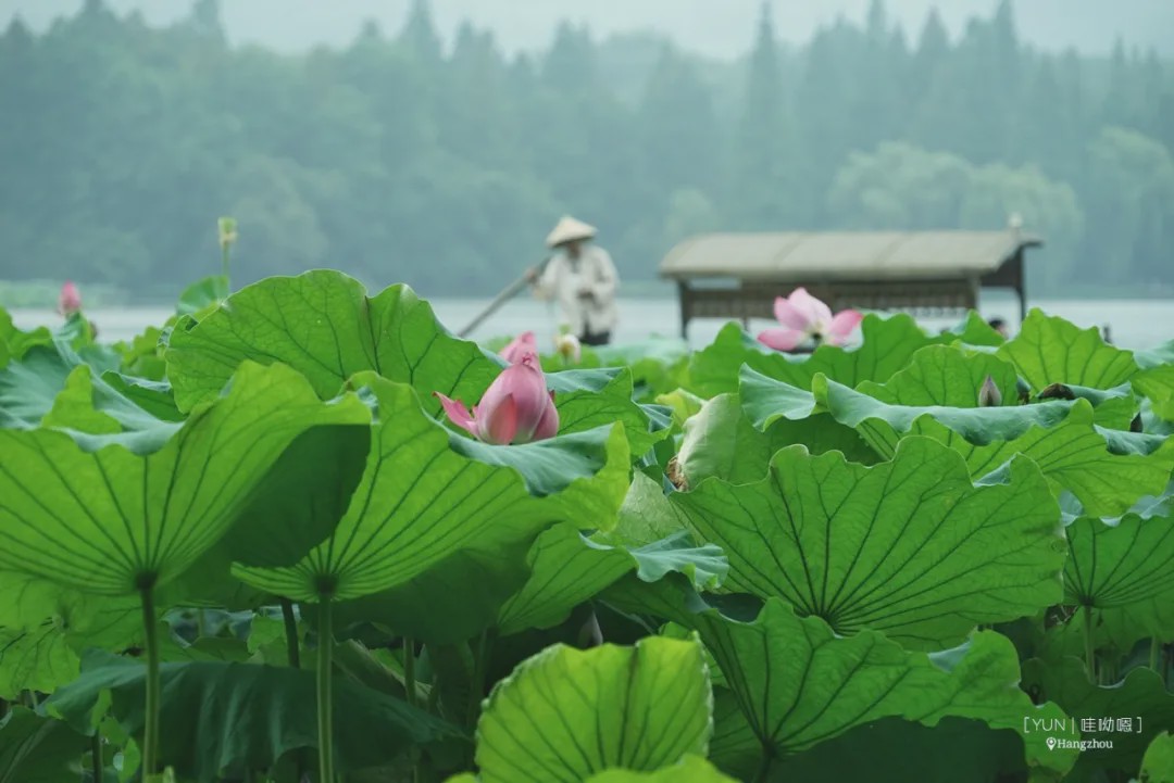 采莲人的小舟上早就载满了莲蓬和荷叶来售卖,买的人也络绎不绝,好不