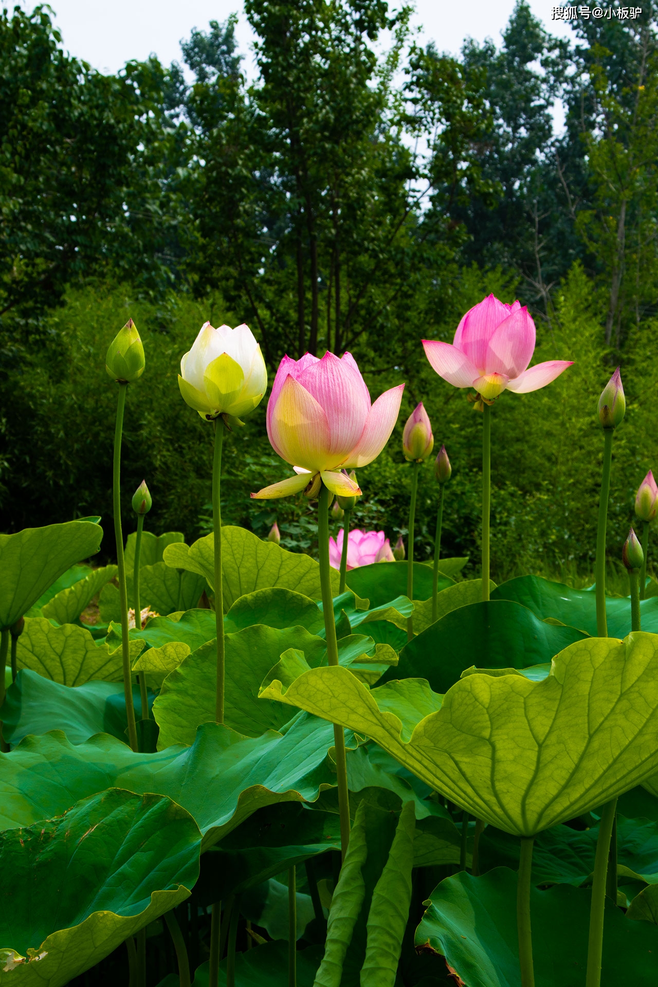 夏天都有什么花(夏天都有什么花会开)