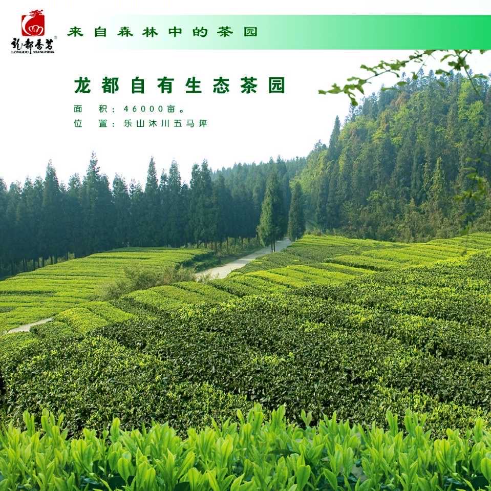 龙都香茗龙都博宝茶叶的"前世今生"||30年,我们不忘初心