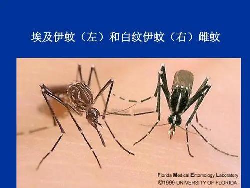 虎斑蚊子毒性图片