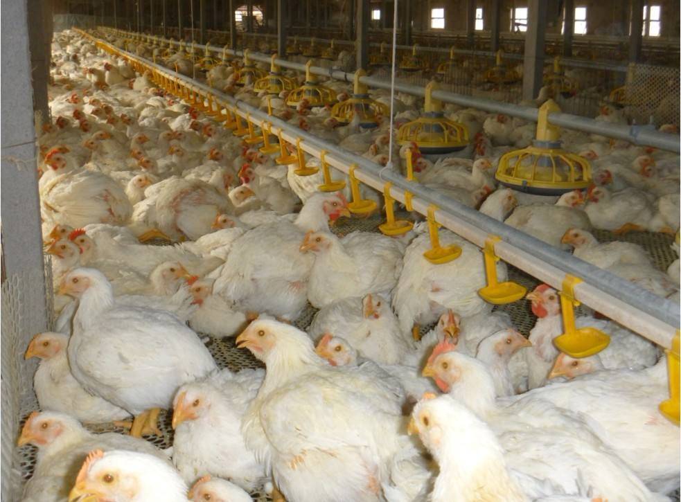 近亲繁殖有什么好处吗人类为什么要让动物近亲繁殖