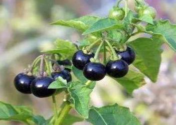 香端端结果香又甜