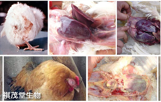 无抗大肠杆菌防治方法,鸡禽大肠杆菌中药配方核心料,大肠杆菌无抗兽药